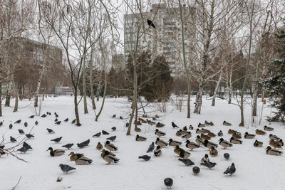 Ducks in Volgograd Park: Do They Need Help in Winter?