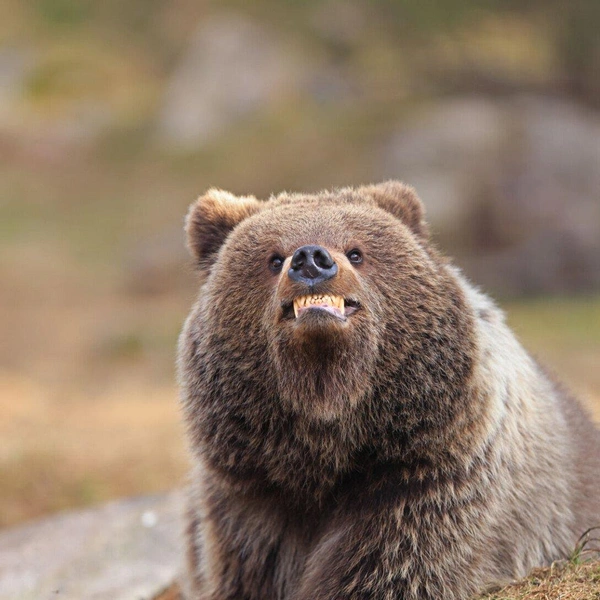 «О, фотограф, хочешь улыбочку?» | Источник: Valtteri Mulkahainen / Nikon Comedy Wildlife Awards 2025