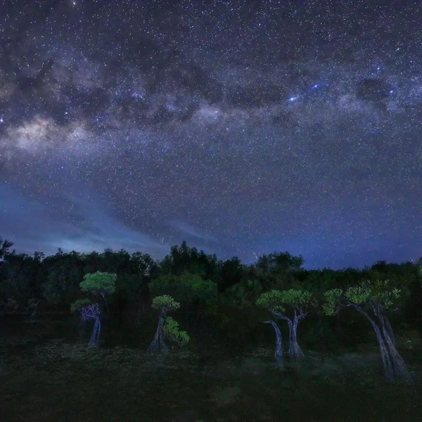 Победитель в номинации «Пейзаж с земли» | Источник: Gwi Bin Lim / Mangrove Photography Awards 2025