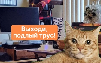 А где кот? Только 6% смогут найти хвостатого на фото за 5 секунд