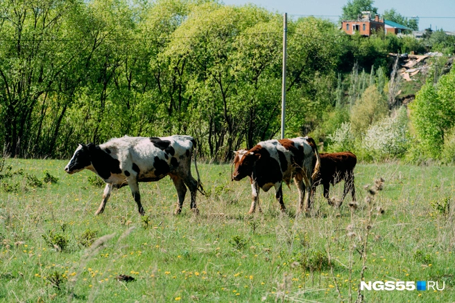 В России стали больше потреблять молока | Источник: Елена Латыпова / NGS55.RU