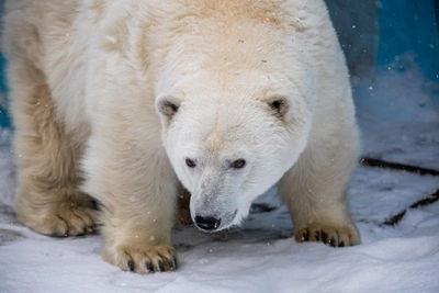 Прибыль зоопарка Новосибирска сократилась на треть