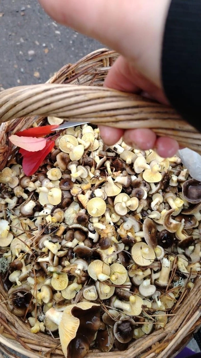 Такой щедрый урожай был собран под Шатурой | Источник: Наталья Попова / Грибы в Подмосковье 2025 / VK.com