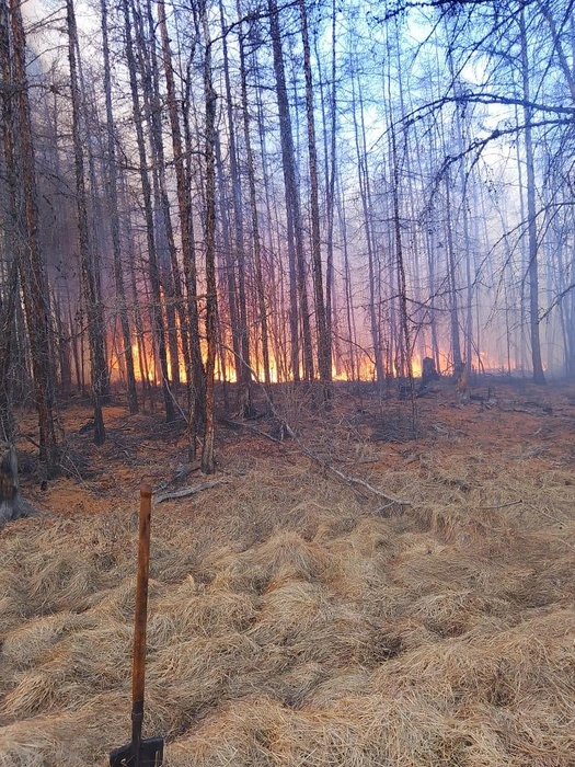 Недавно парашютисты-десантники вручную смогли потушить лесной пожар | Источник: Минэкологии Якутии / t.me