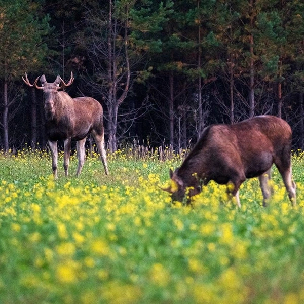 Источник: Виталий Бодрягин / t.me