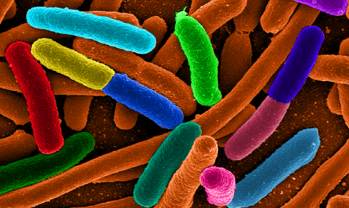 Ученые нашли антибиотик для борьбы с супербактериями