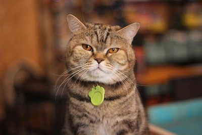 Cat with Golden Eyes Captivates Hearts in Samara