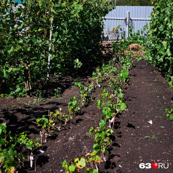 Источник: Роман Данилкин / 63.RU