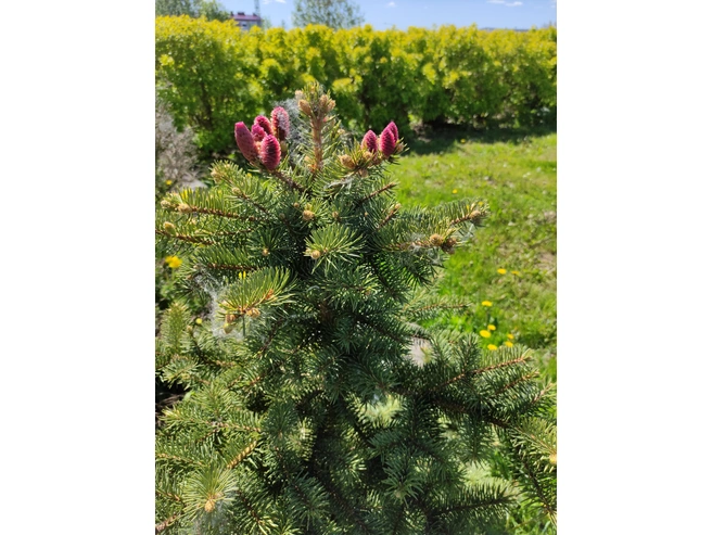 В Пушкинском районе станет больше зелёных насаждений | Источник: ООО «СЗ „ТЕРМИНАЛ-РЕСУРС“