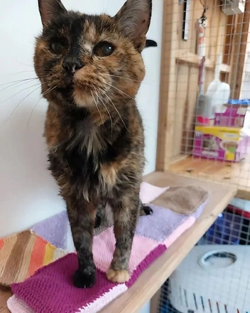 Источник: Dexerto