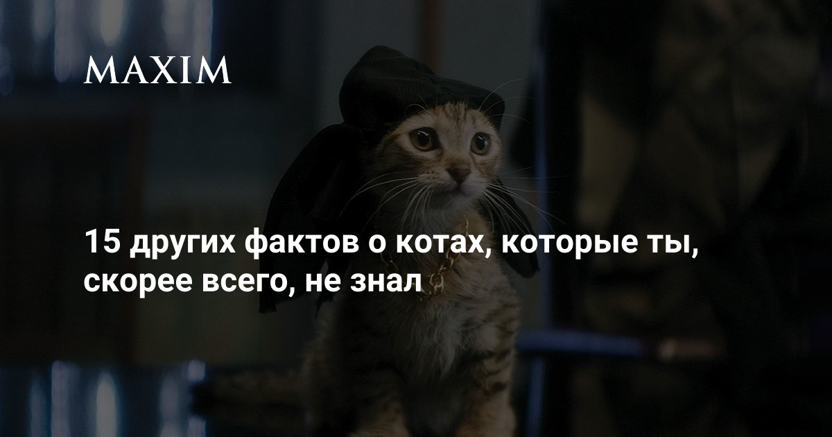 Факты о котах
