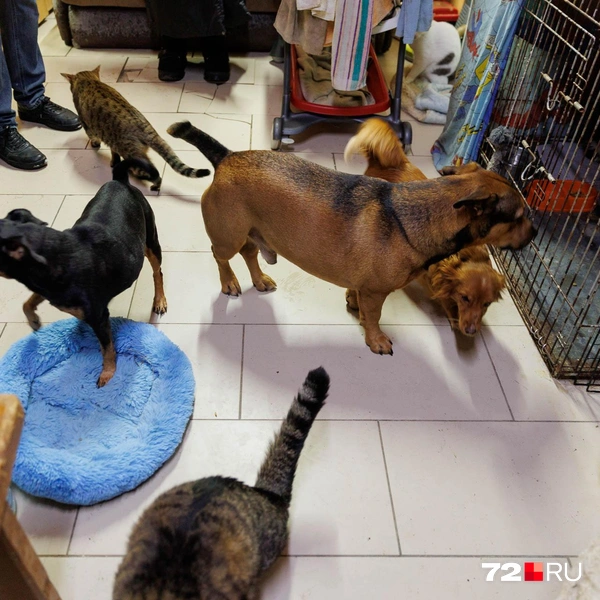 Источник: Ирина Шарова / 72.RU