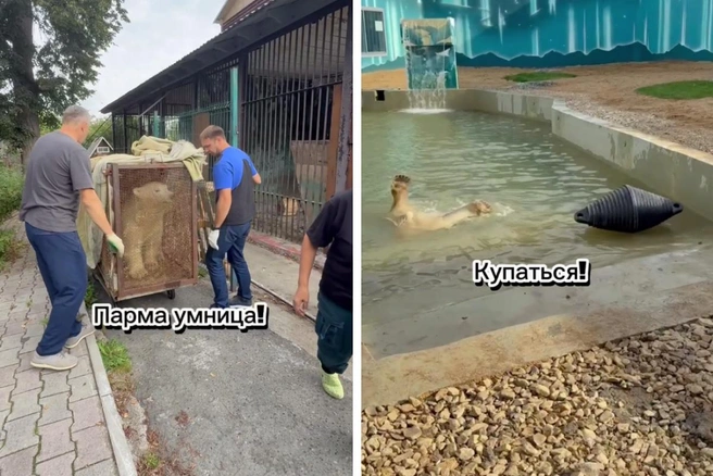 Белую медведицу Милку и ее дочь Парму перевезли в новый зоопарк в больших клетках | Источник: Пермский зоопарк / telegram