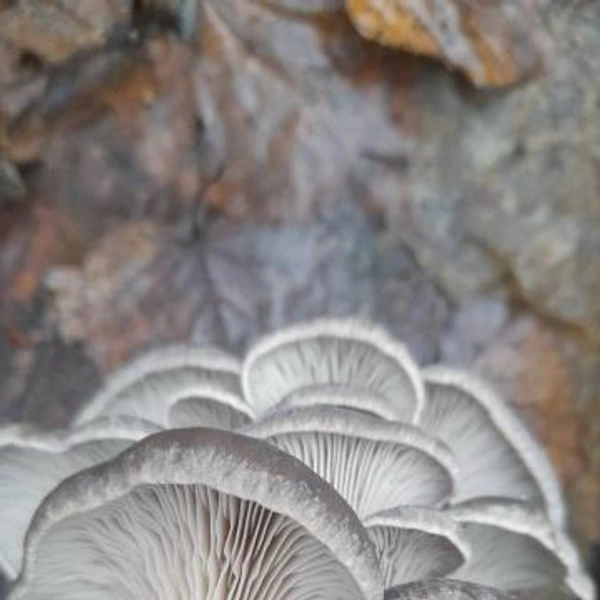 Источник: Алексей Попов / Грибы в Подмосковье 2025 / Vk.com