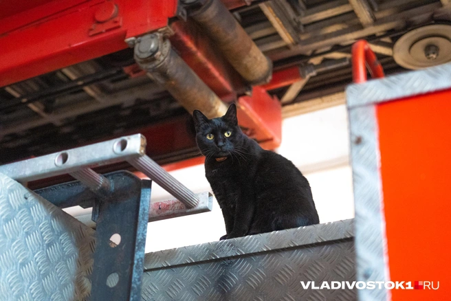 Ей примерно 7 лет | Источник: Елена Буйвол / VLADIVOSTOK1.RU