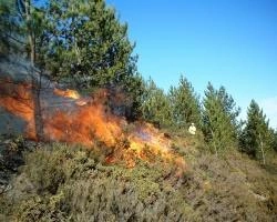 В Красноярском крае за сутки ликвидировали девять лесных пожаров | ngs24.ru