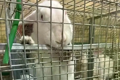 В Забайкалье на кролиководческой ферме содержится 16 тысяч животных