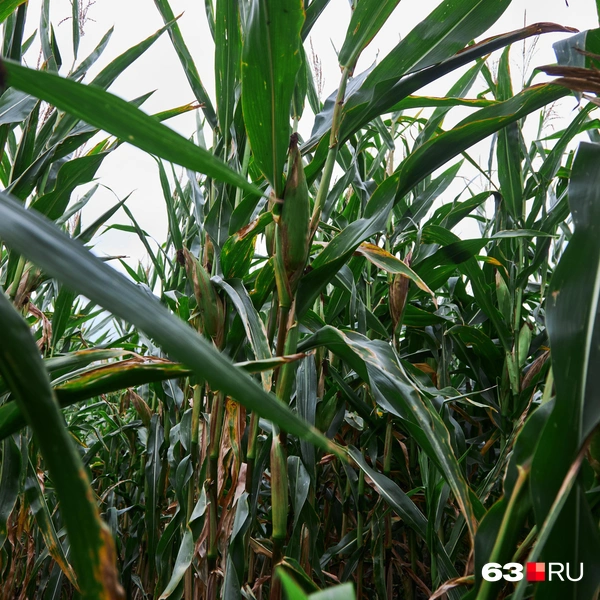 Источник: Роман Данилкин / 63.RU