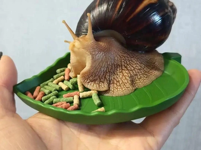 Улитка | Источник: фото пользователя Анастасия Петрова