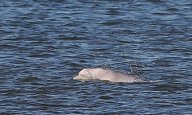 В Великобритании отложили фейерверк из-за заплывшего в Темзу кита