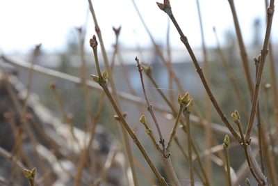 Meteorologists forecast spring weather for Altai Krai