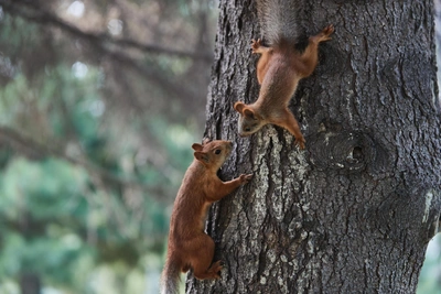 В Ставрополе белки всё чаще кусают людей