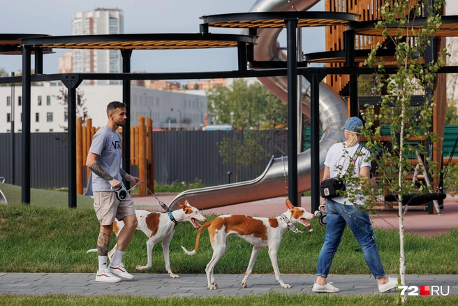 Необычные собаки всегда в центре внимания. Особенно в теплое время года, когда гуляют без своей модной одежды типа курток и плащей | Источник: Ирина Шарова / 72.RU 