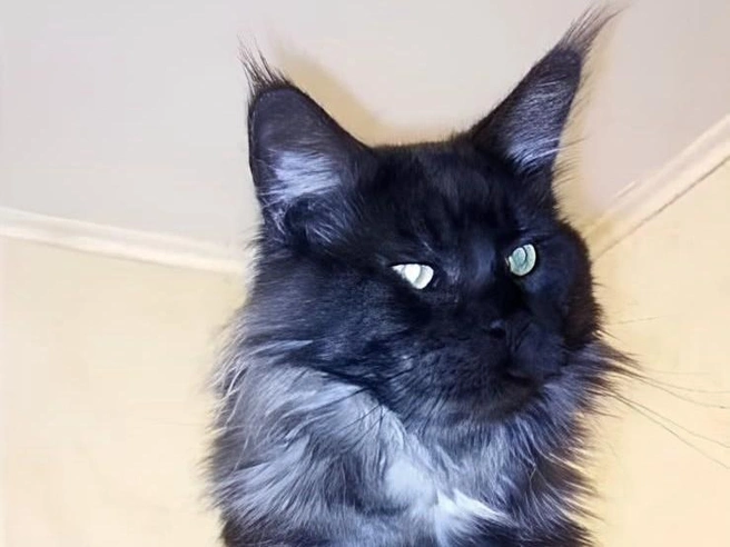 Деймону почти два года | Источник: Avito