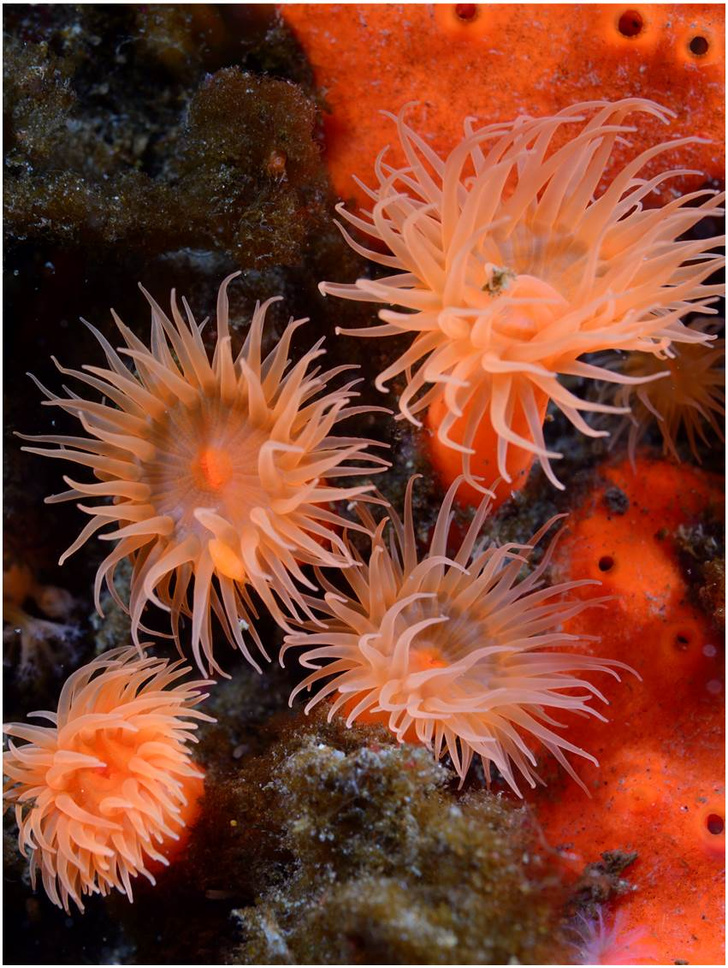 На Курилах обнаружены новые виды морских организмов