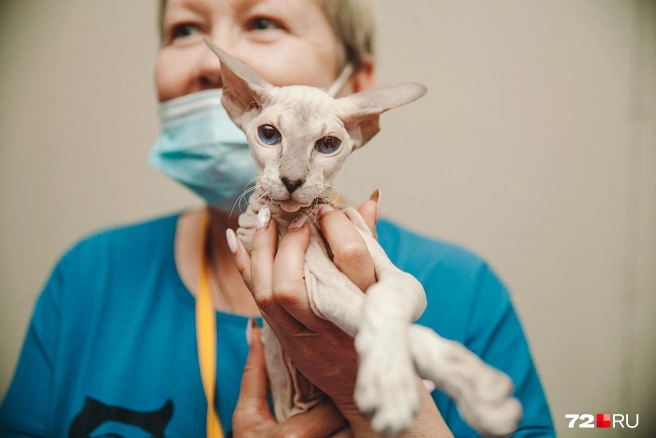 Тонкому и звонкому коту-нудисту Джою всего 5 месяцев. Он уже успел покорить экспертов своими голубыми глазами
