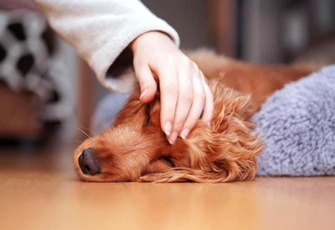 «Разведенцы», «разводня»: кто это и как их вычислить?