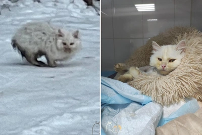 Котёнок Ведя Ведёркин из леса идёт на поправку в Нижнем