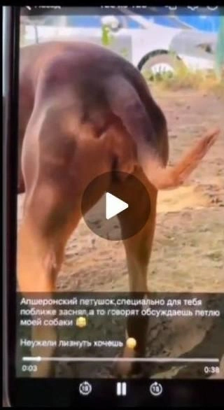 «Специально для тебя поближе заснял, а то, говорят, обсуждаешь петлю моей собаки. Неужели лизнуть хочешь?» — спрашивает блогер публично. Что такое «петля», можно только догадываться | Источник: социальные сети блогера