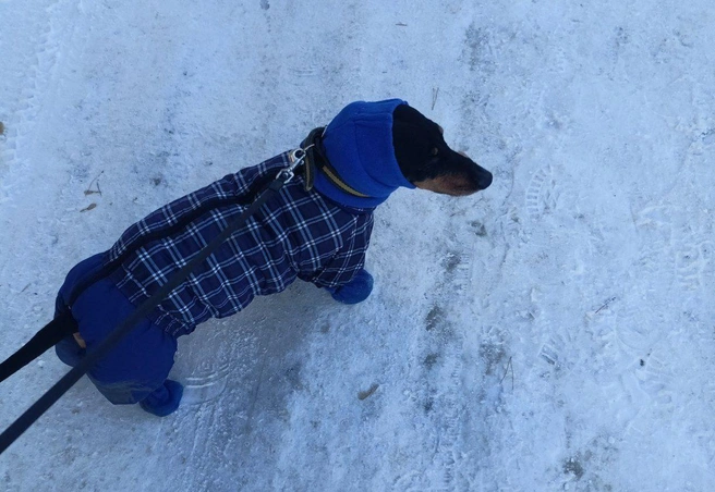 Такса серьезно подготовилась к морозам. Опытную собачку-сибирячку видно издалека | Источник: читательница НГС Яна