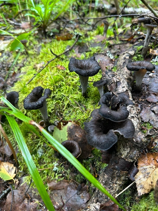 Источник: Манек Карасева / «Грибы в Подмосковье 2025» / vk.com