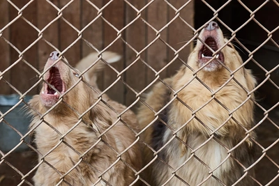 Vladivostok residents demand action on neighbor's aggressive dogs