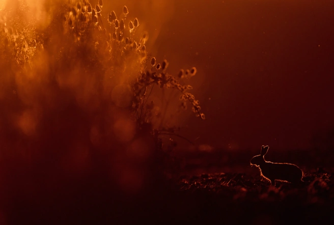 Источник: Christoph Kaula / GDT Nature Photographer of the Year 2025