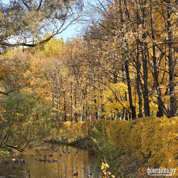 Источник: читательница «Фонтанки» Елена