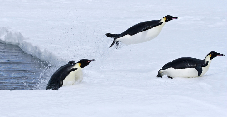 Холодный дом: как пингвины получили в свое распоряжение целый континент
