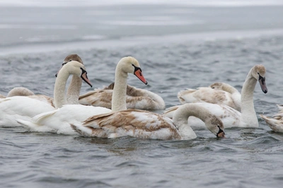 Record Number of Whooper Swans Winter in Altai Krai