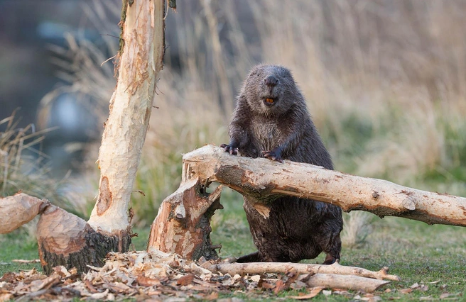 Источник: Leopold Kanzler / European Wildlife Photographer of the Year