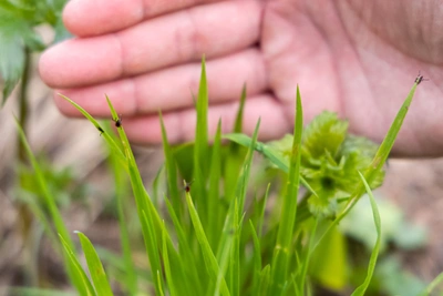 Сотни укушенных клещами: где сдать в Красноярске