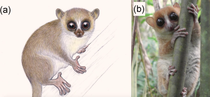 Новый вид лемуров открыт на Мадагаскаре