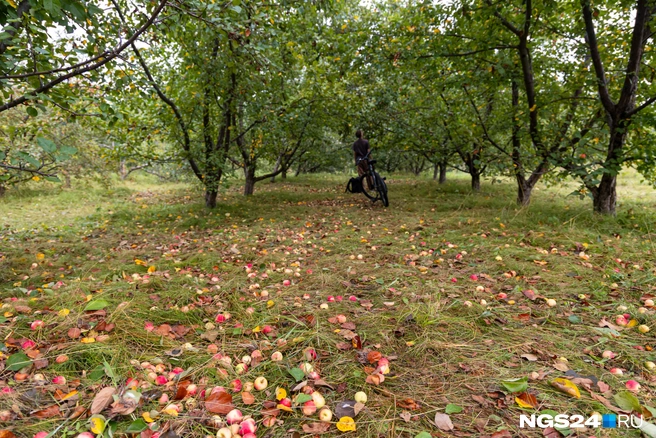 Вон сколько нападало | Источник: Мария Ленц / NGS24.RU