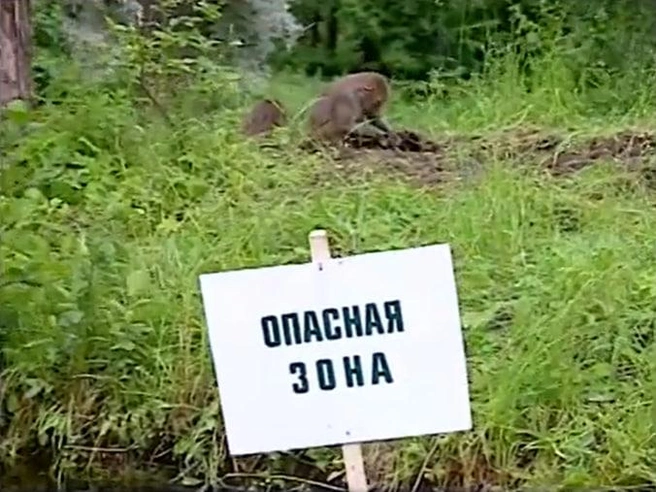 Обезьян выпускали на огороженную территорию островка | Источник: скрин: youtube.com