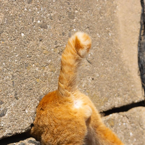 Источник: Comedy Pet Photography Awards