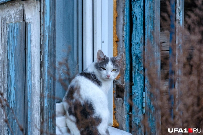 Кошка недовольна воздухом | Источник: Булат Салихов / UFA1.RU