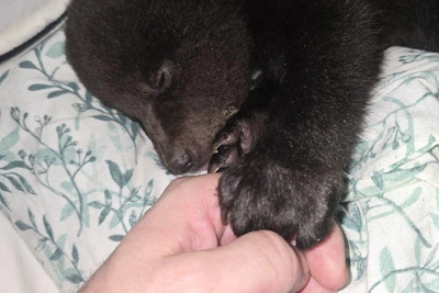 Трех медвежат оставили у ворот екатеринбуржца