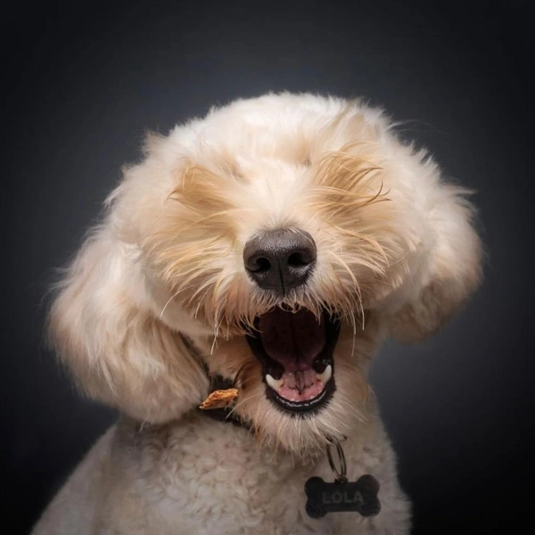 Источник: Bernard Sim / Comedy Pet Photography Awards