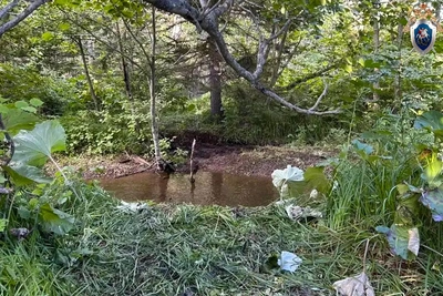 Тело мужчины найдено в лесу под Корсаковым